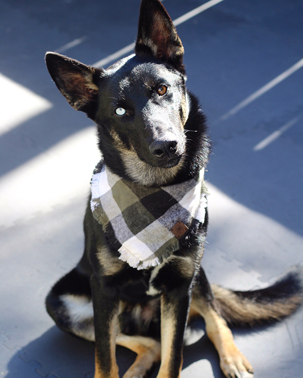 Training Equipment Package - Shades of Blu Dog Training